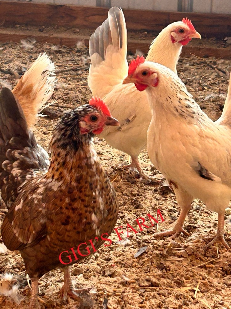 12 Beautiful Serama Hatching Eggs