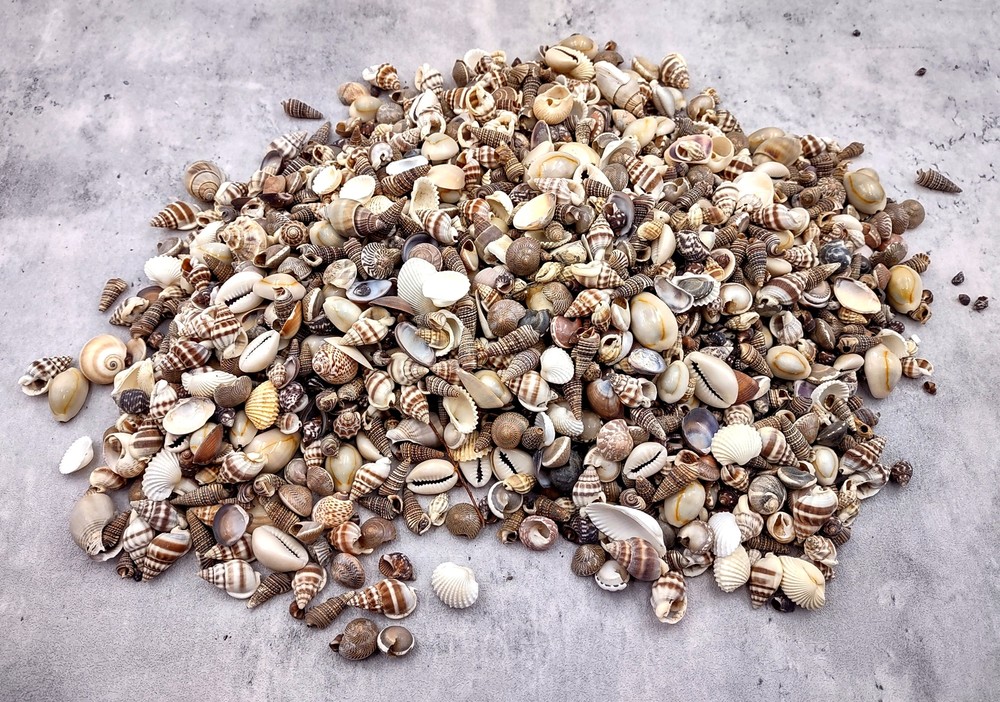 Extra Small Seashell Assorted Ocean Mix (approx. 1 kilogram 0.50+ inches)