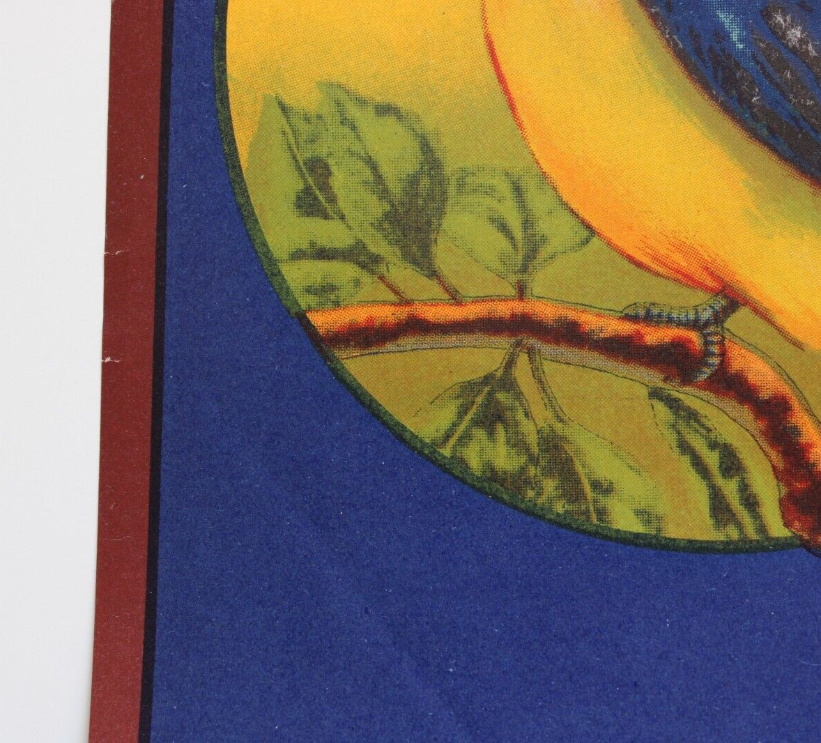 Original BLUE BIRD apple crate label Peshastin Fruit Growers Assn Wenoka