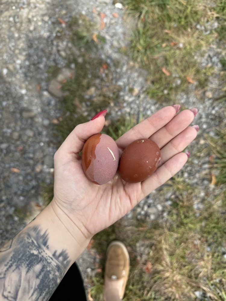 6+ Heavy Bloom Purple Black Copper Marans | PLEASE READ DESCRIPTION