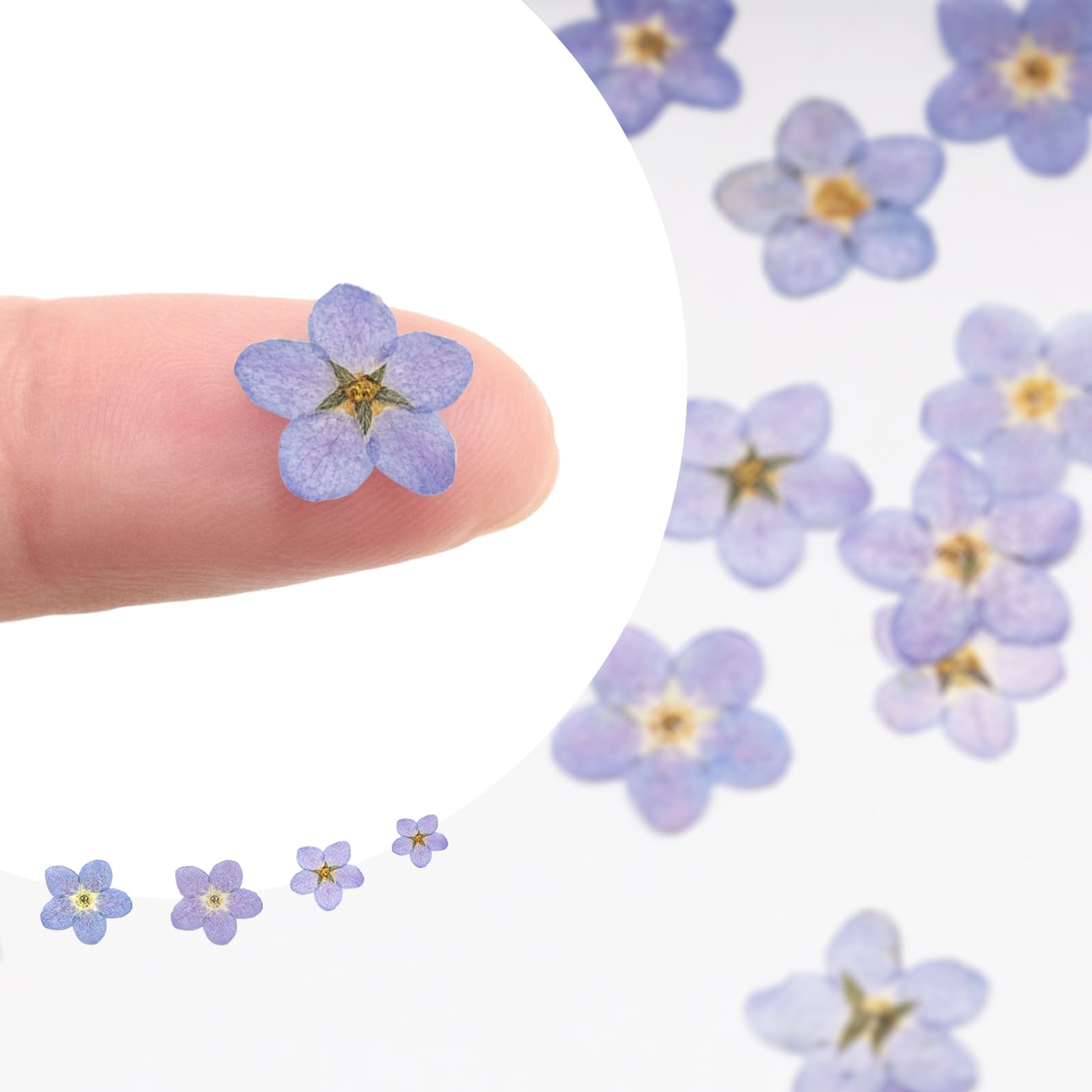 60Pcs Natural Forget Me Not Dried Flowers Real Dried Pressed Flowers Blue Don...