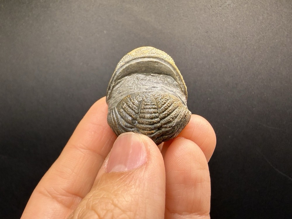 Enrolled Moroccops Trilobite