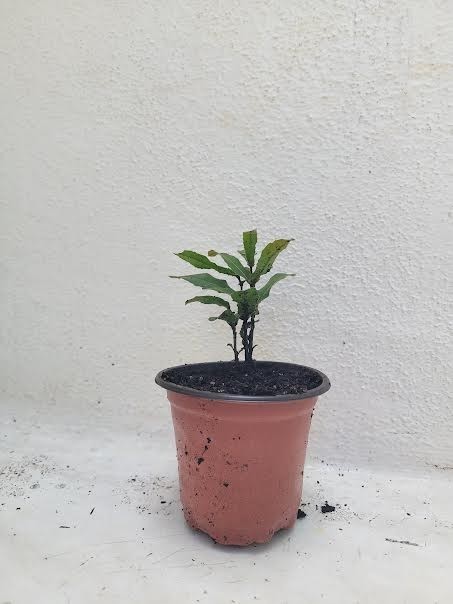 Beaumont Macadamia Nut Seedling (Macadamia integrifolia)
