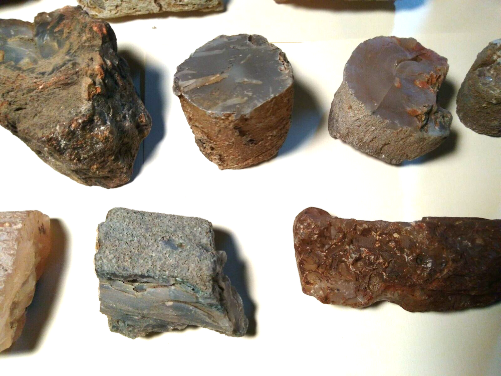 Petrified Wood Limb Casts- Over 10-1/2 lbs.