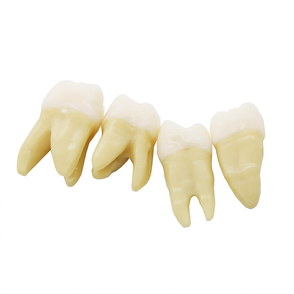 1:1 Dental Demonstration Model with 28 Permanent Teeth for Study Practice #7008