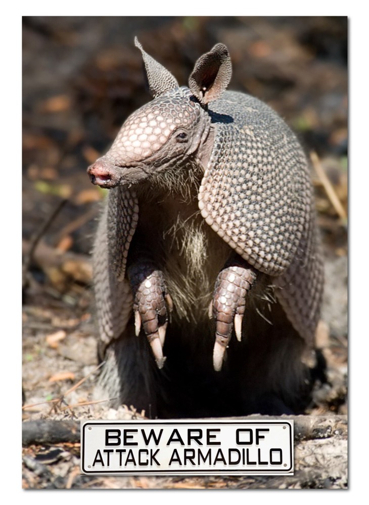 Beware of Attack Armadillo sign