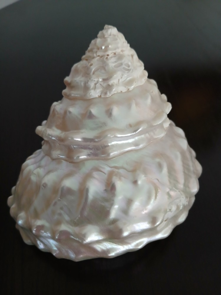 ASTREA UNDOSA Vintage Seashell Large 4"