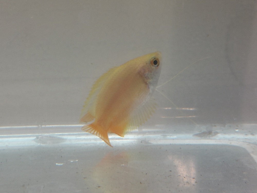CUTE GOLD HONEY GOURAMI UNSEXED 1" (Trichogaster chuna)