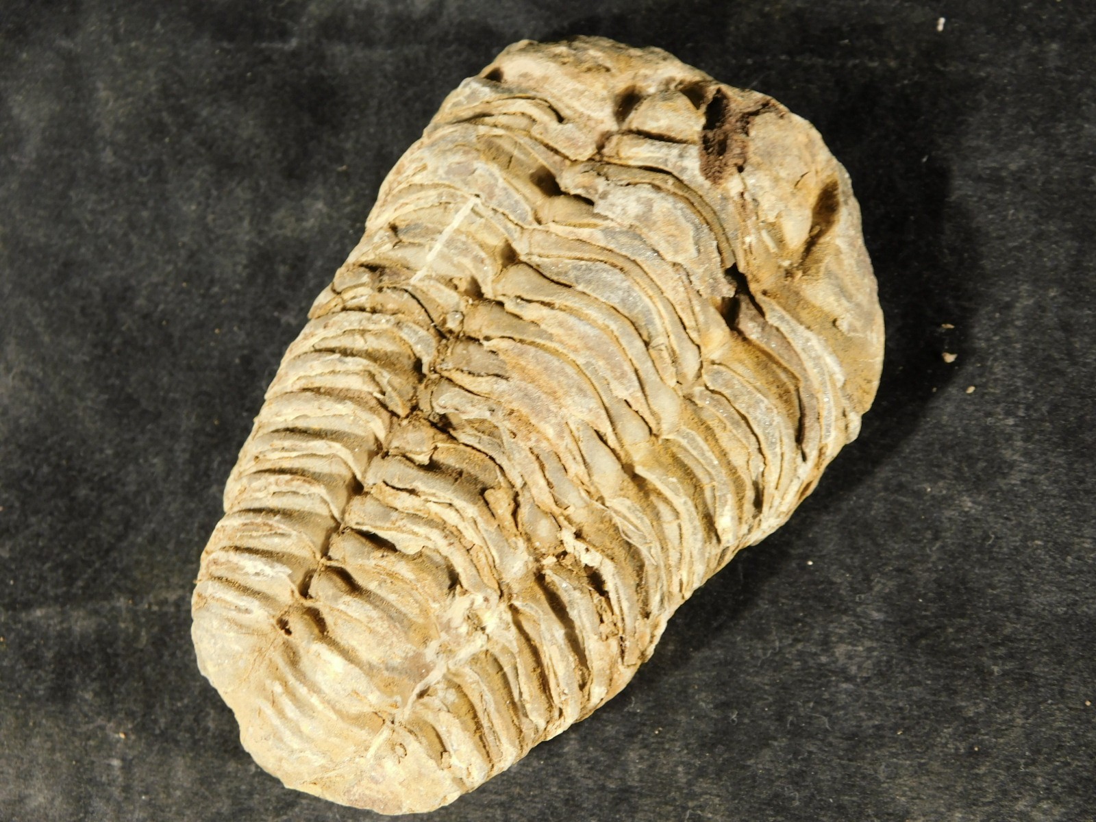 Big! 460 MILLION Year Old! Flexicalymene TRILOBITE Fossil Morocco 2.31