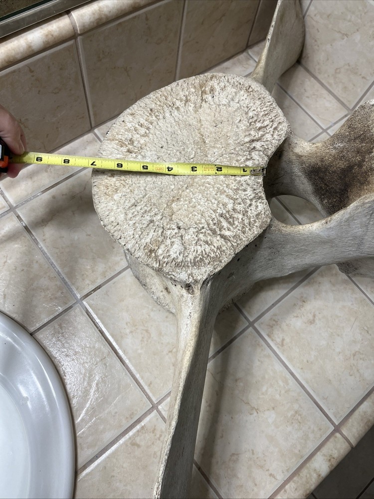 Whale Vertebrae Fossil Bone