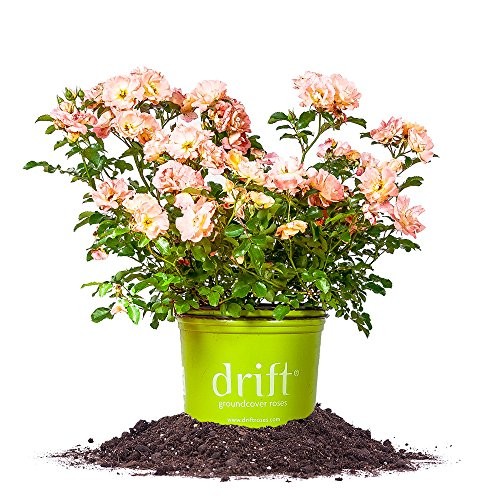 Peach Drift 1 Gallon 1 gallon