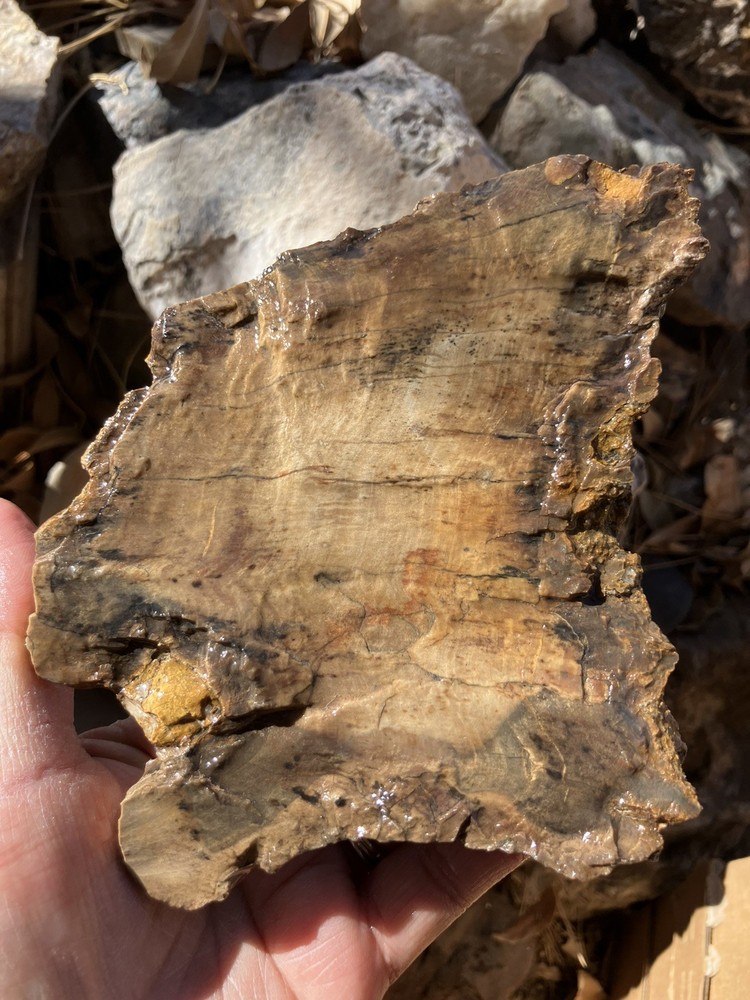 Petrified Wood Slab (End Cut)