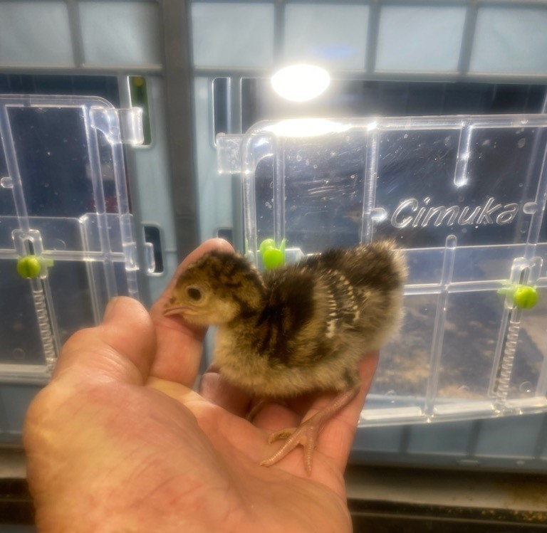 Osceola Turkey Hatching Eggs (One Dozen)