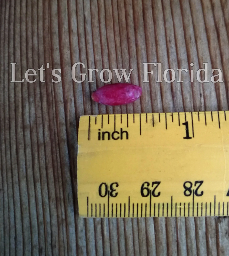 Chrysalidocarpus / Dypsis pembana Clustering Palm Tree