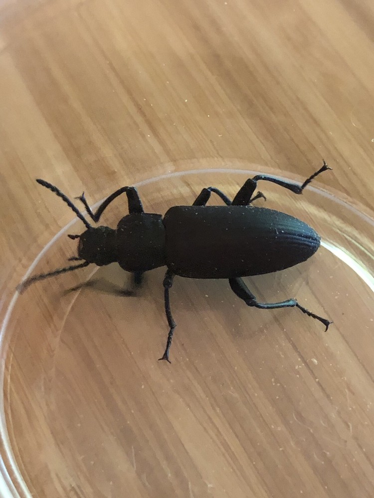 30 Superworm Beetles (zophobas morio)  LIve
