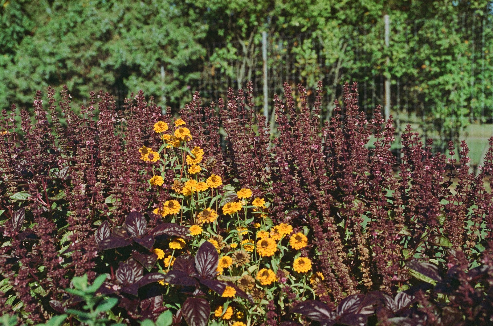 MYSTIC MOTION - 35mm Color Negative Movie Film 100D - 24 exp Process ECN-2