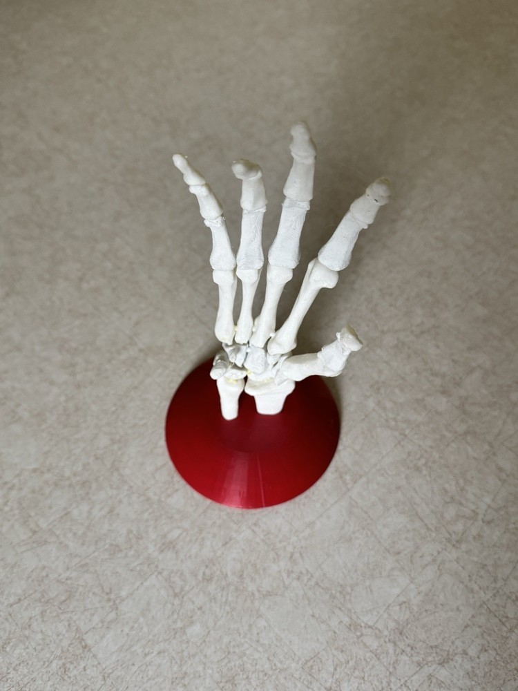3D Printed Skeleton Hand - Anatomically Correct Model