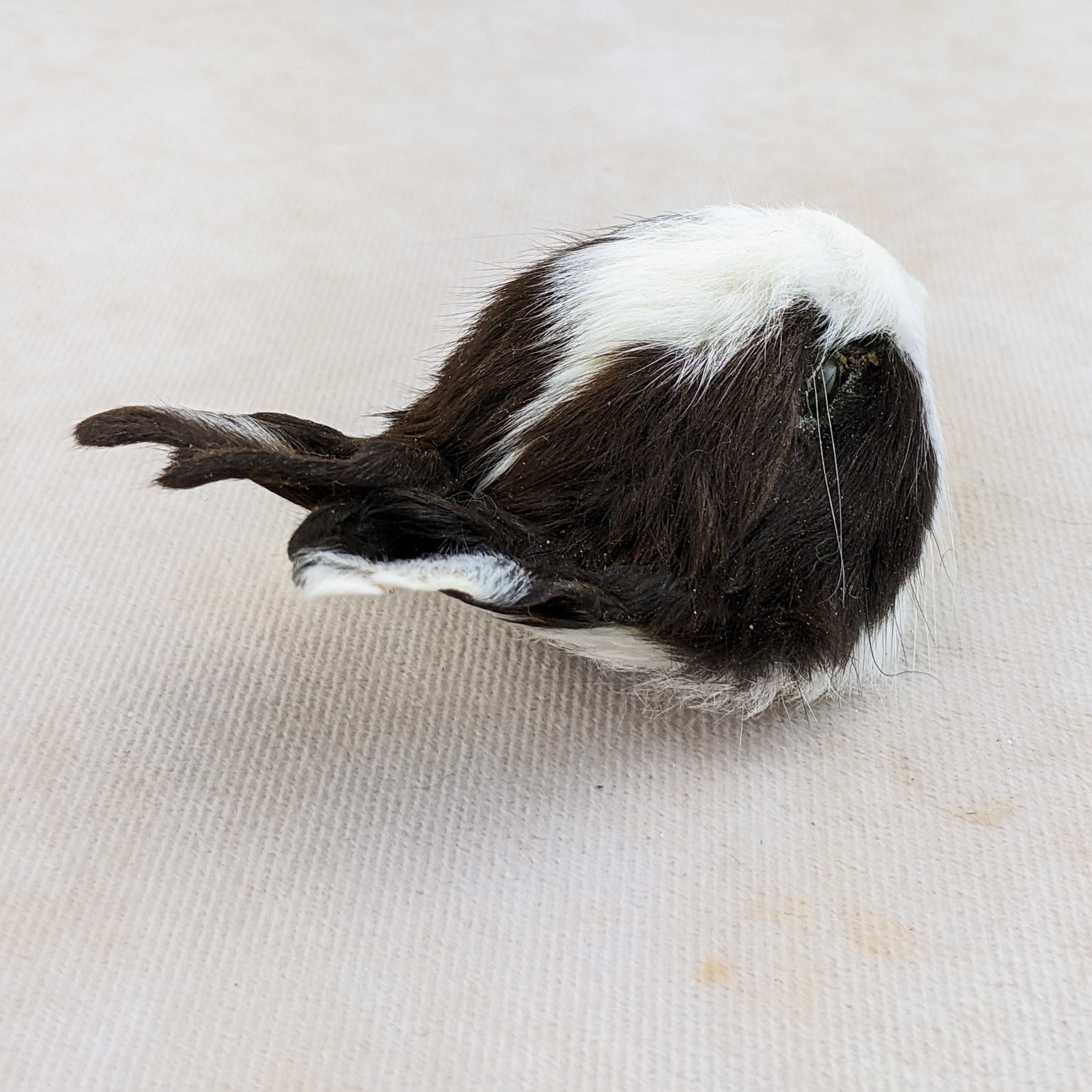 Bunny Rabbit Head for crafts Specimen Taxidermy Oddities craft gift collectible