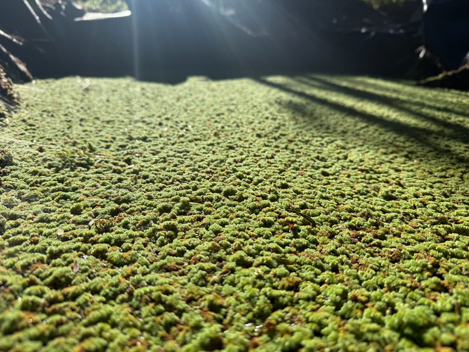 1 cup of Azolla Mosquito Fern Water Velvet Fairy Moss