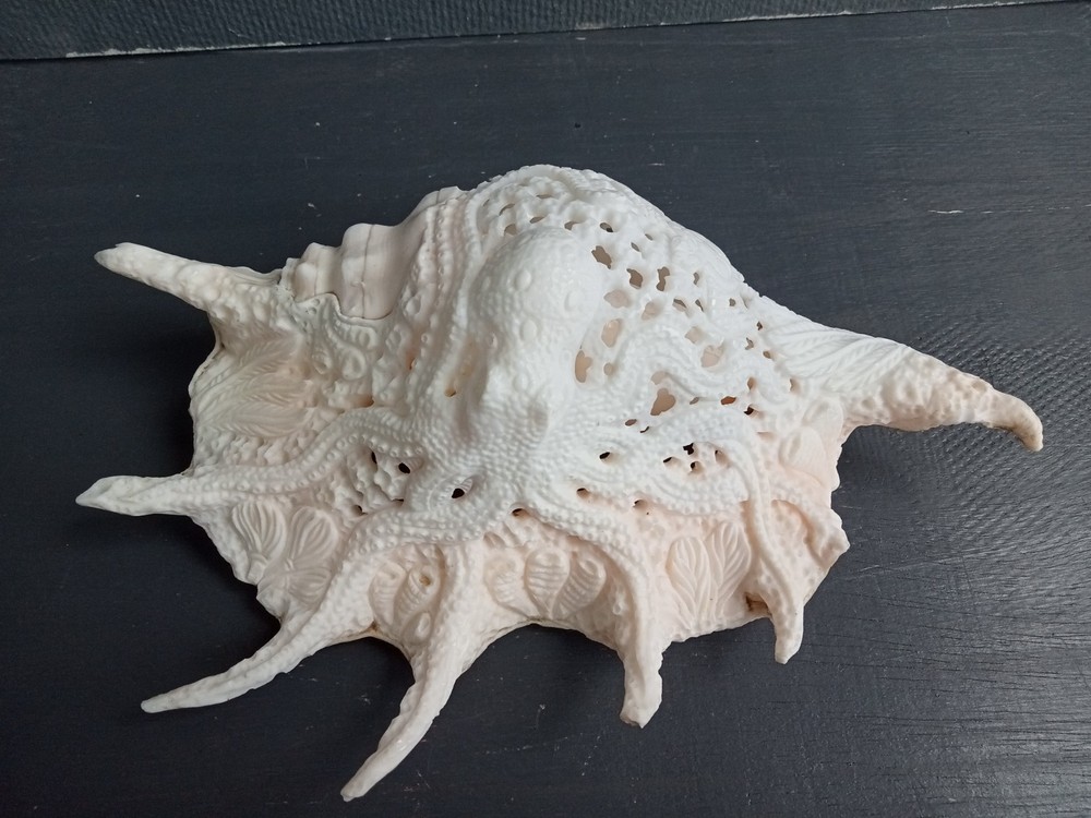 Carved Spider conch shell Octopus design,real and natural seashell