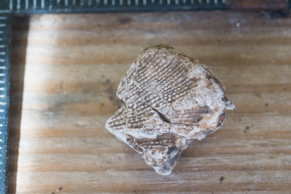 NE Oklahoma Fossil