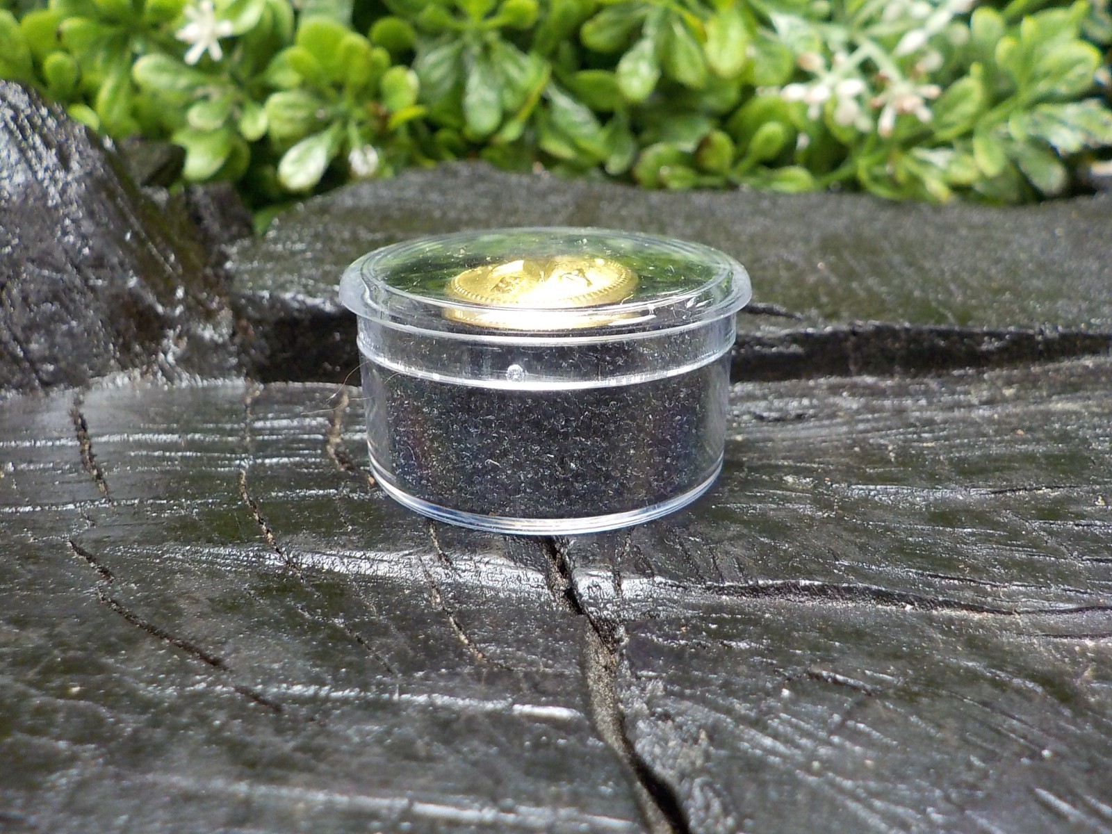 Texas State Seal Vest Button Loaded with Gold in Color w/ Free Button Case