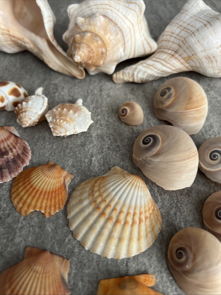 Beautiful Sea Shells Various !!