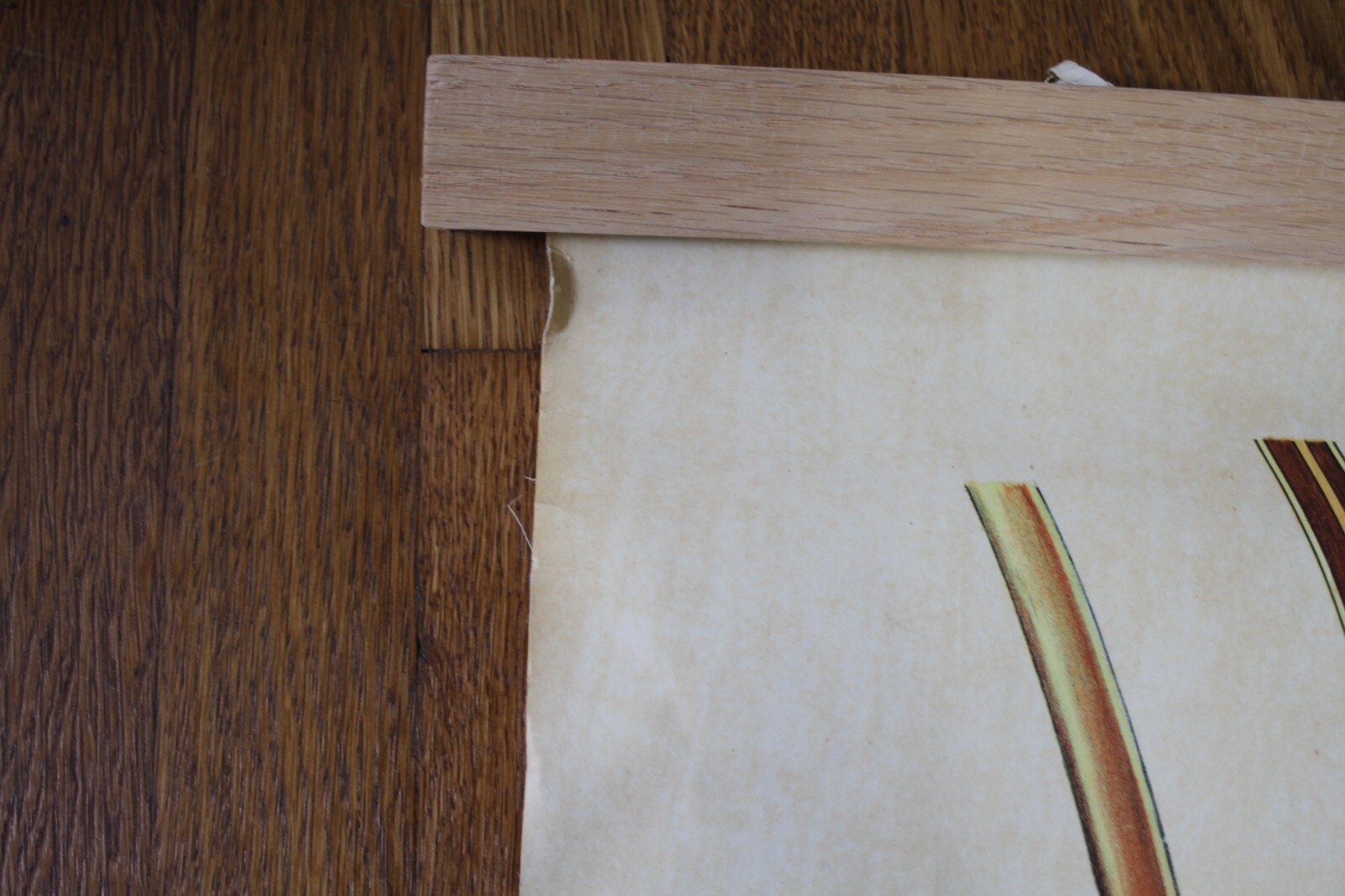 Rare Vintage 1940’s Scientific Medical Classroom Canvas Poster Chart of Skin