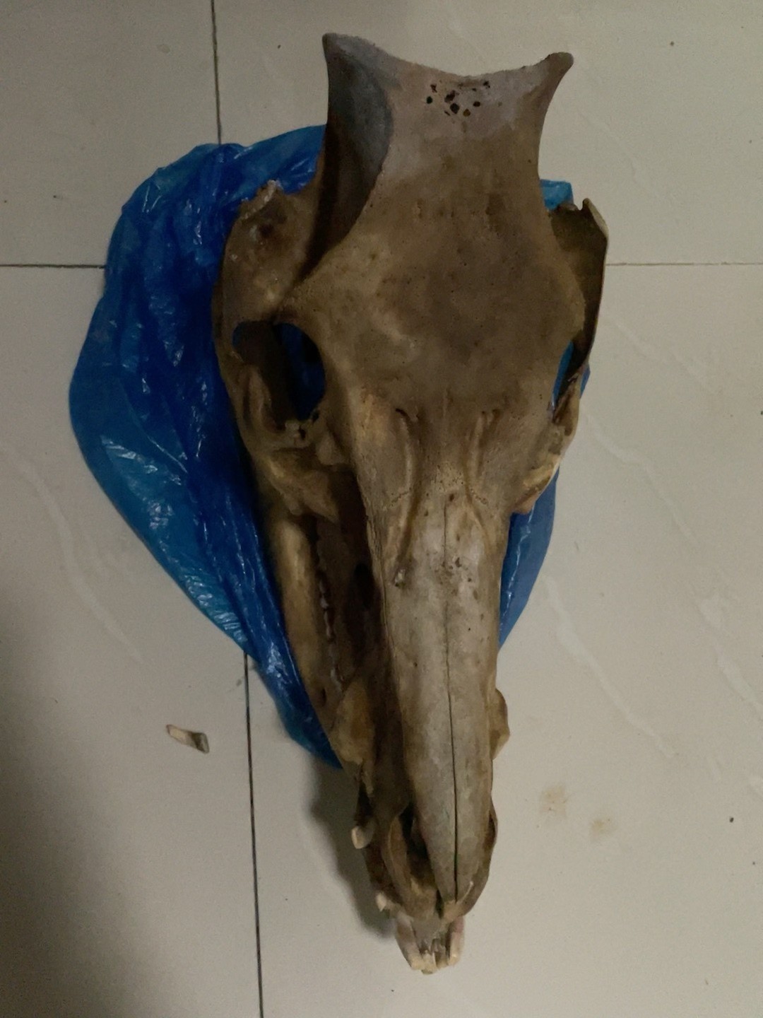 Early Exquisite Bone Fossils - Ancient Fossil Specimens