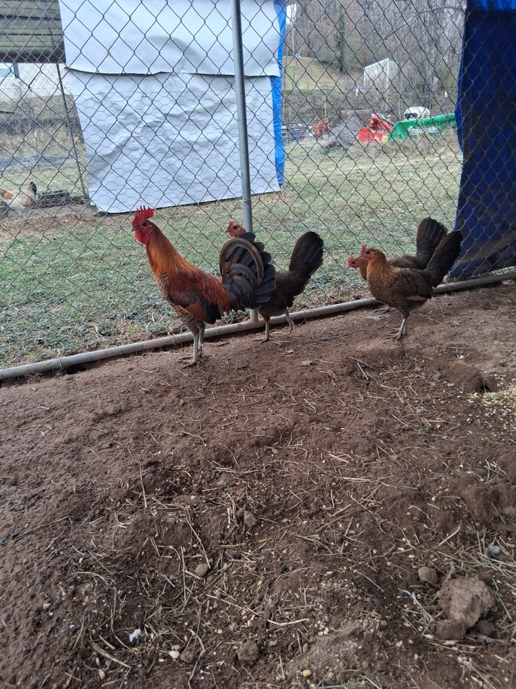 12 Red Quil Pure Hatching Eggs
