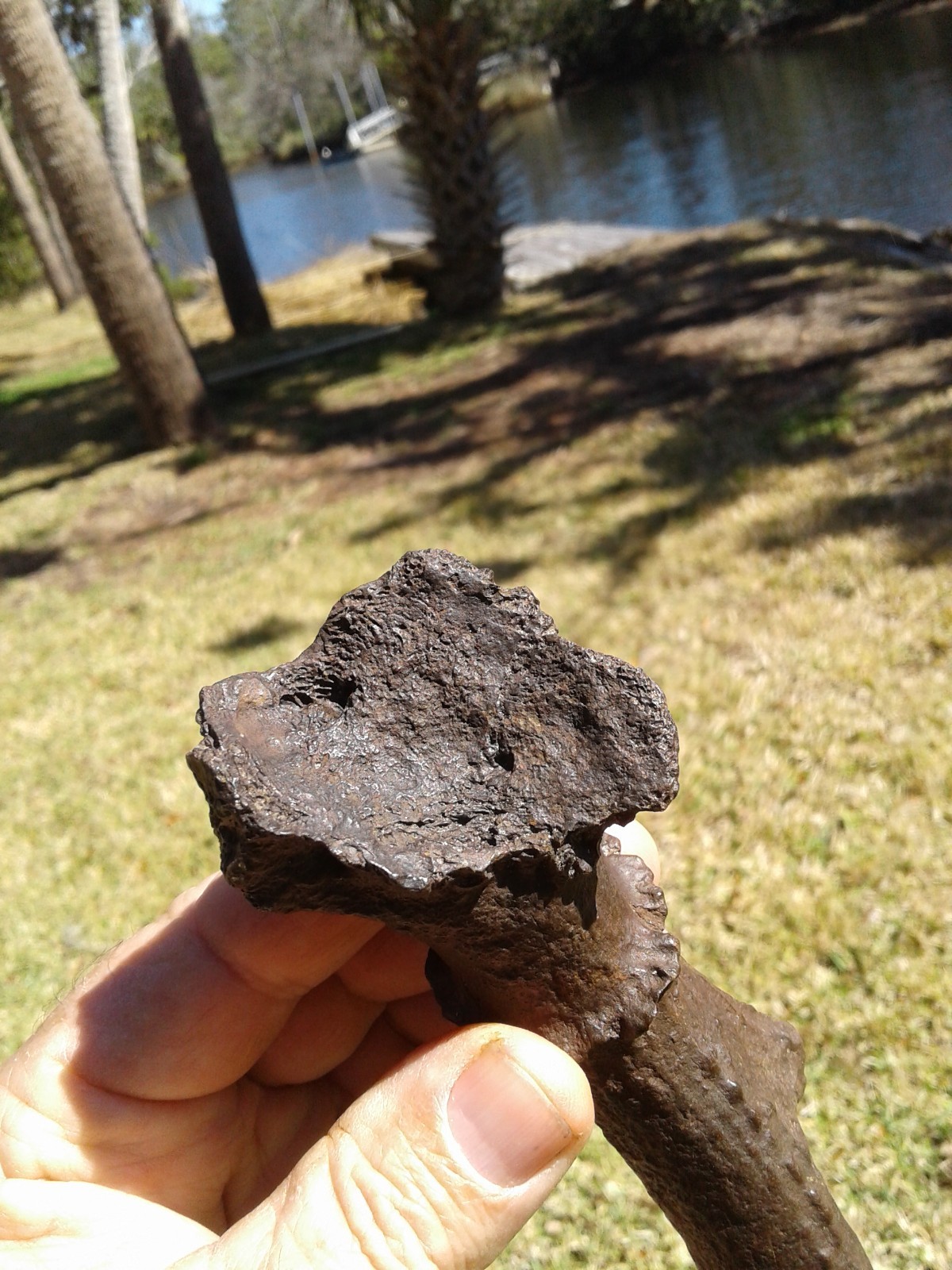 Spectacular High Quality Deer Antler Florida Ice Age Fossil Mammal