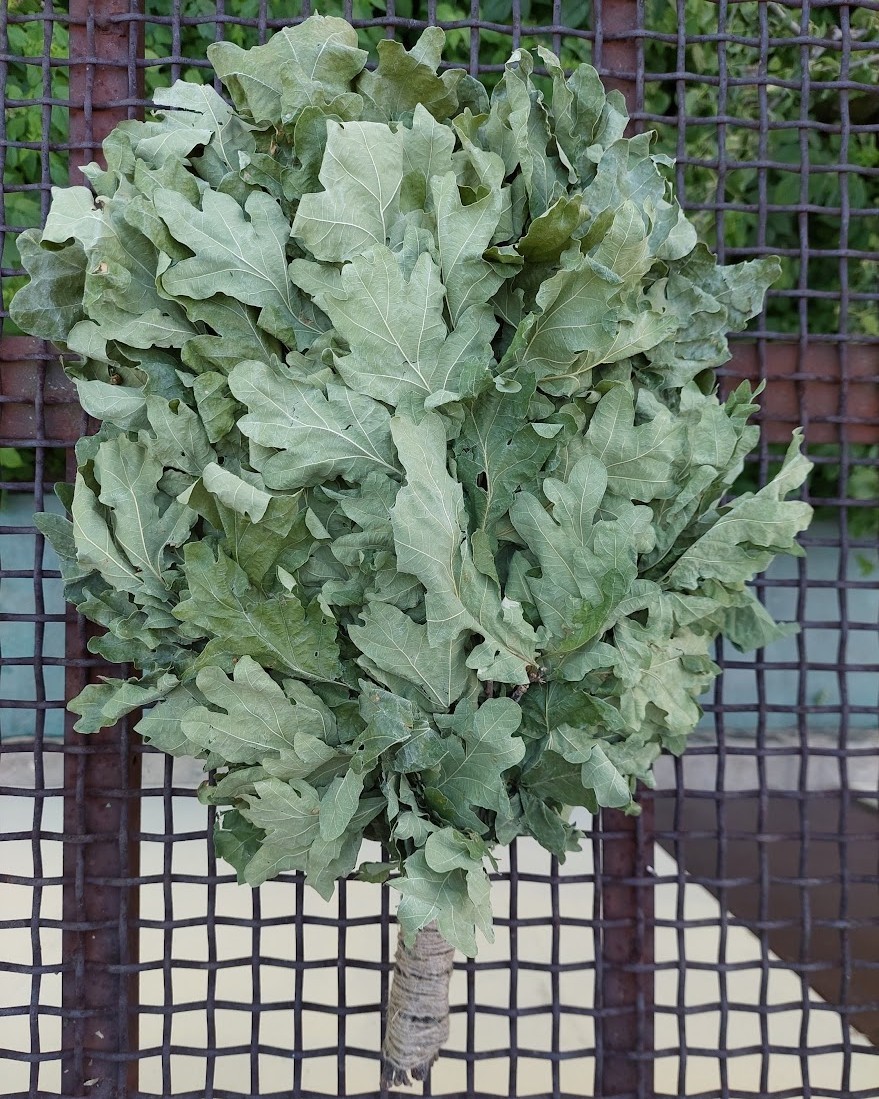 18st Oak brooms+herbs sauna banya venik whisks Eiche eco 2025 Ukrainian free shi