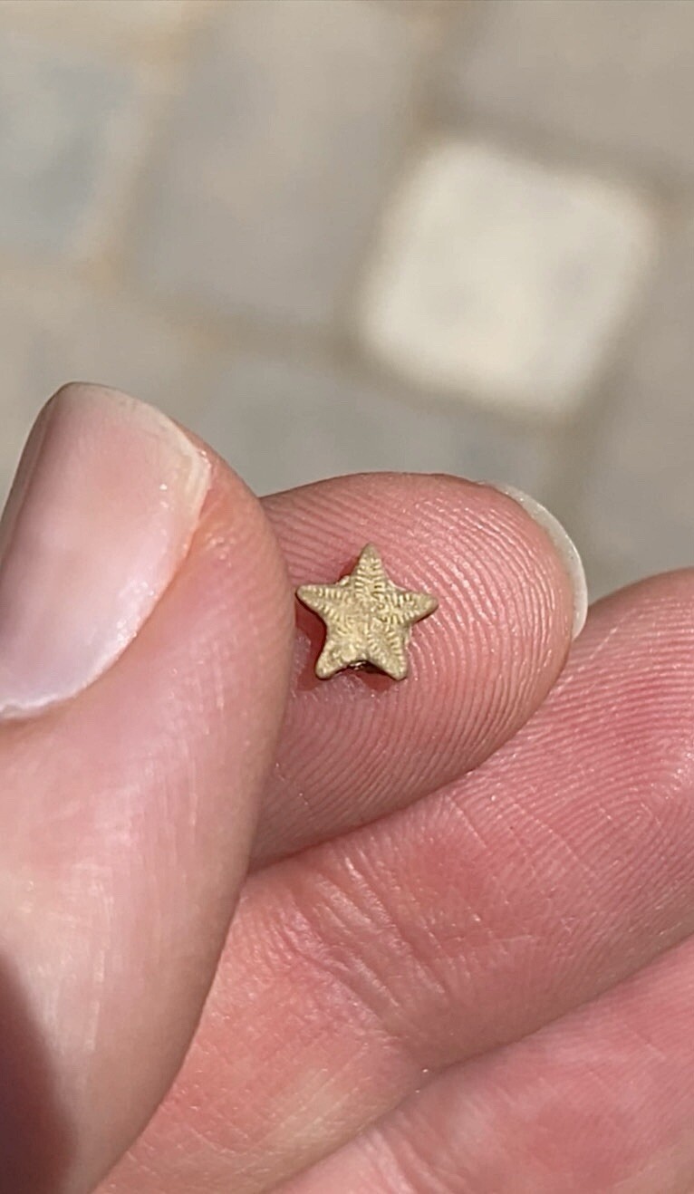 A Bottle of 18 Crinoid Star Fossils