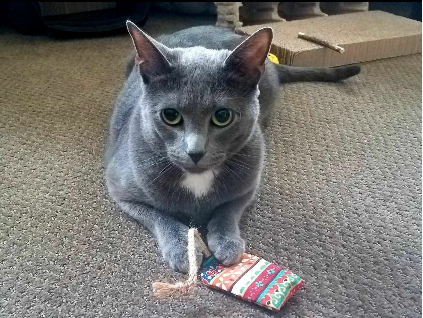 Refillable Cat Toy Mouse - Pack of 3 with Catnip