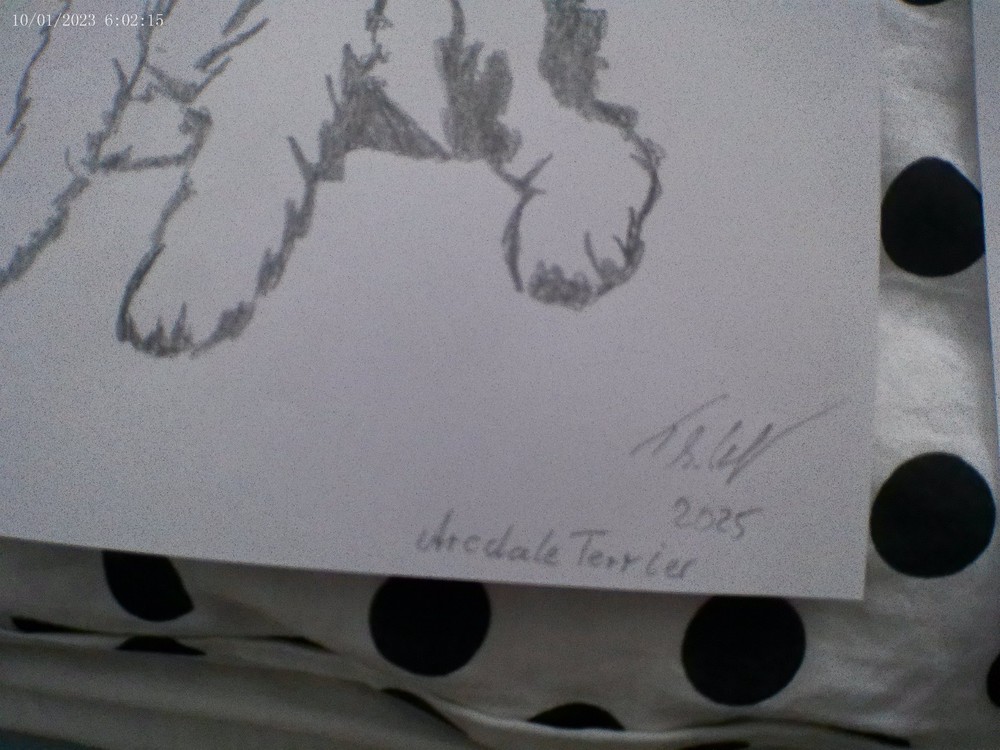 Aredalle Terrier pencil drawing, unique