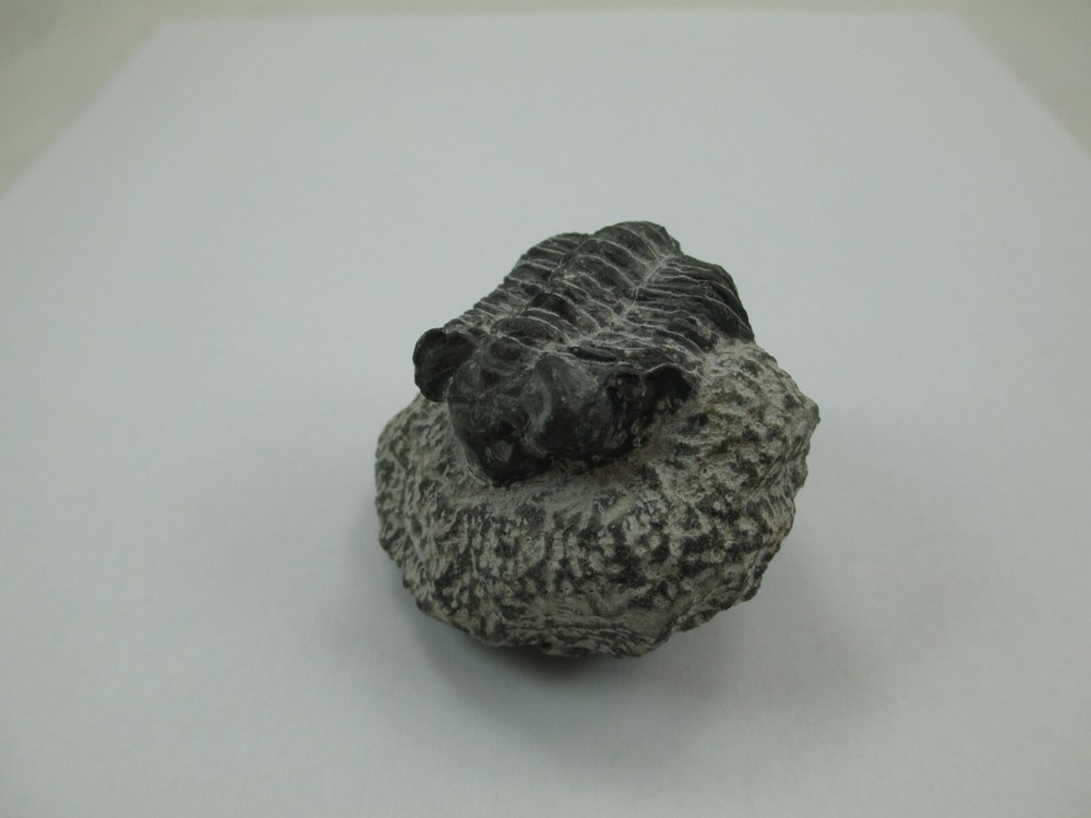 Trilobite Fossil Authentic? 008F