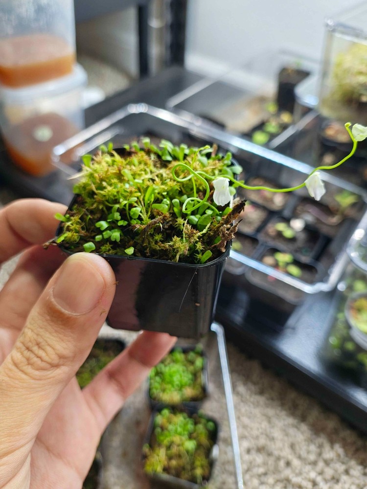 Utricularia Livida (Mexico) – Carnivorous Bladderwort