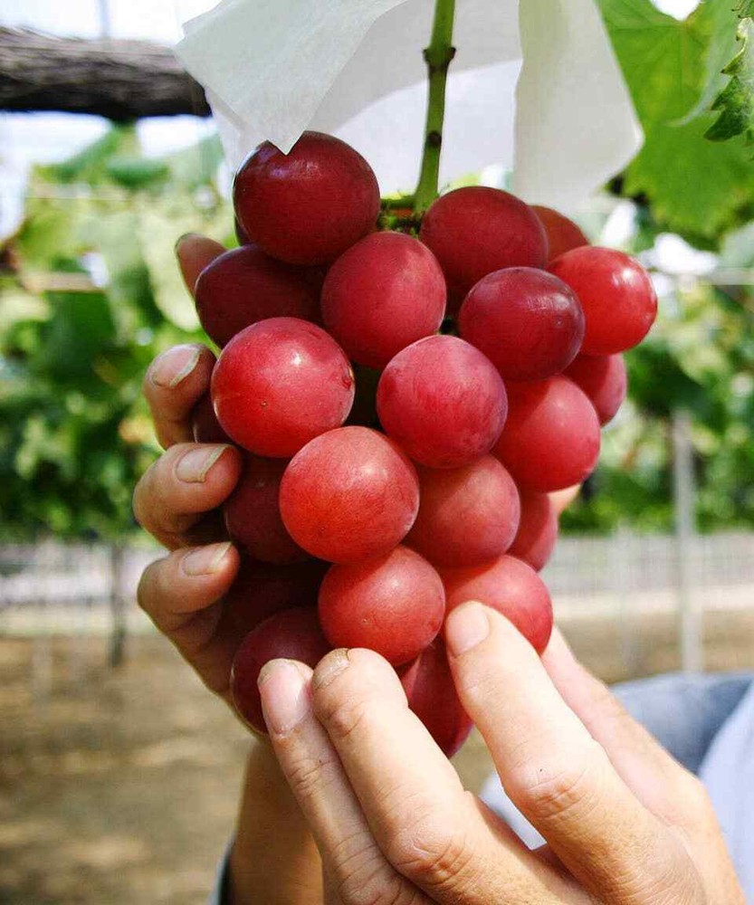 2 Ruby Red Seedless Live Grape Planst - 1-2 Year Old - Pruned Ready for Planting