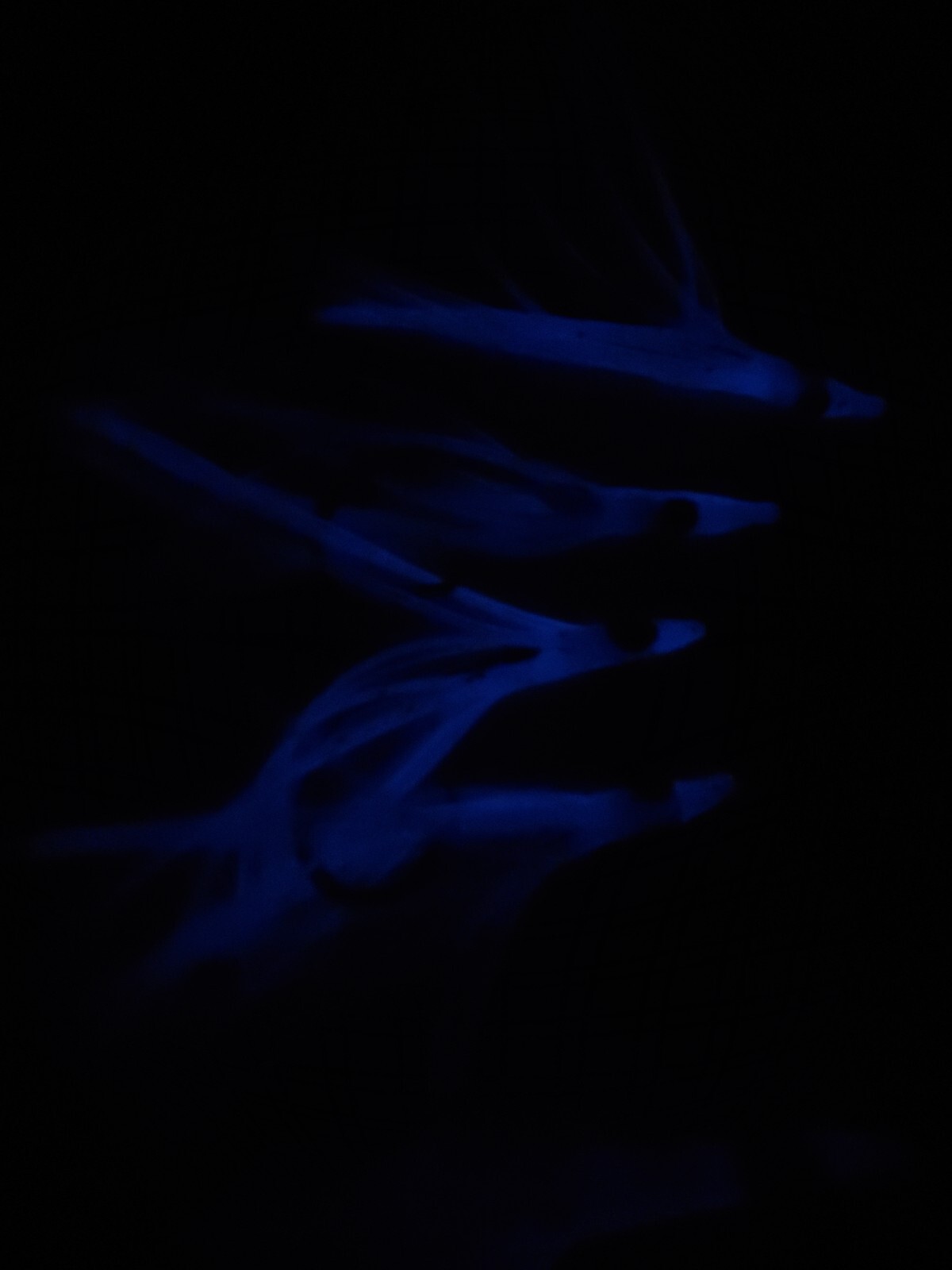 LUMINOUS MULTIPLE CIRCLE HOOK DEEP DROP RIG TILEFISH GROUPER BARRELFISH SNAPPER