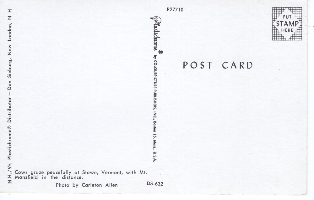 COWS GRAZE AT STOWE, VT - PC6136