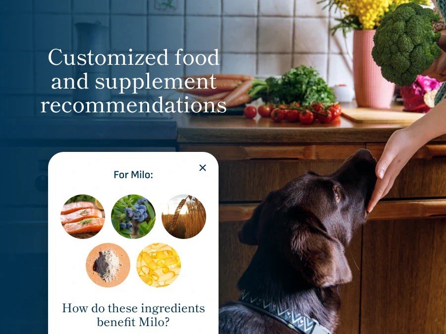 Petivity Microbiome Analysis Kit — Basic for Cats and Dogs Powered by Purina ...