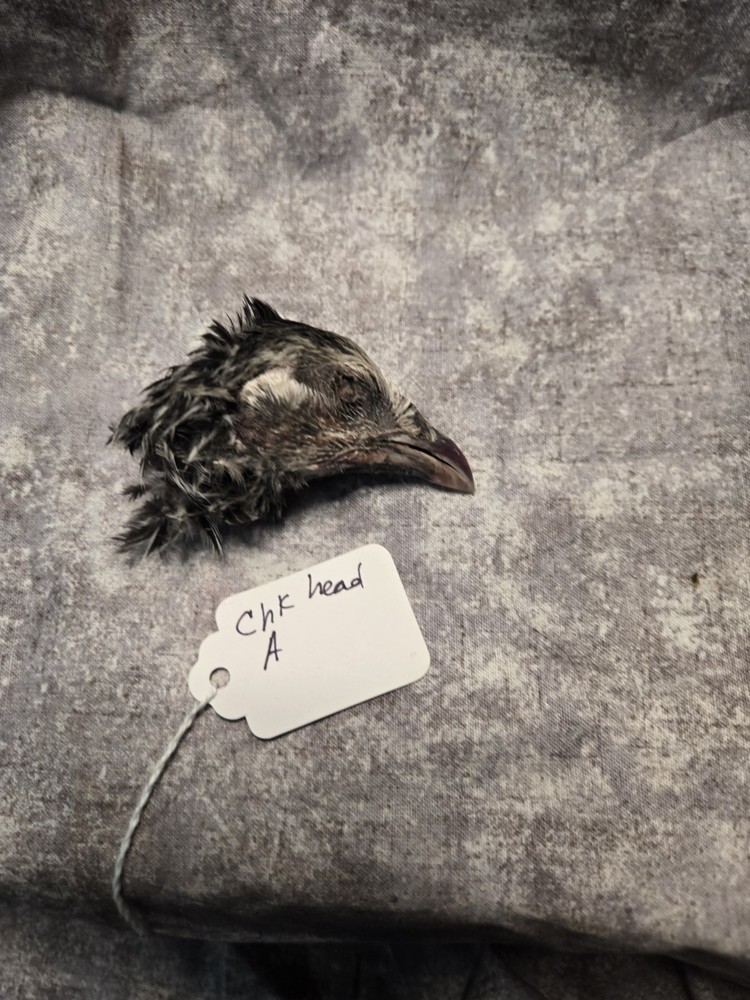 1 Dried Chicken Head A