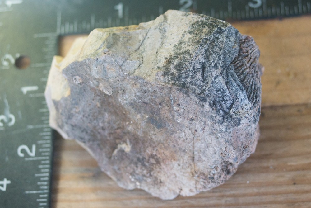 NE Oklahoma Fossil