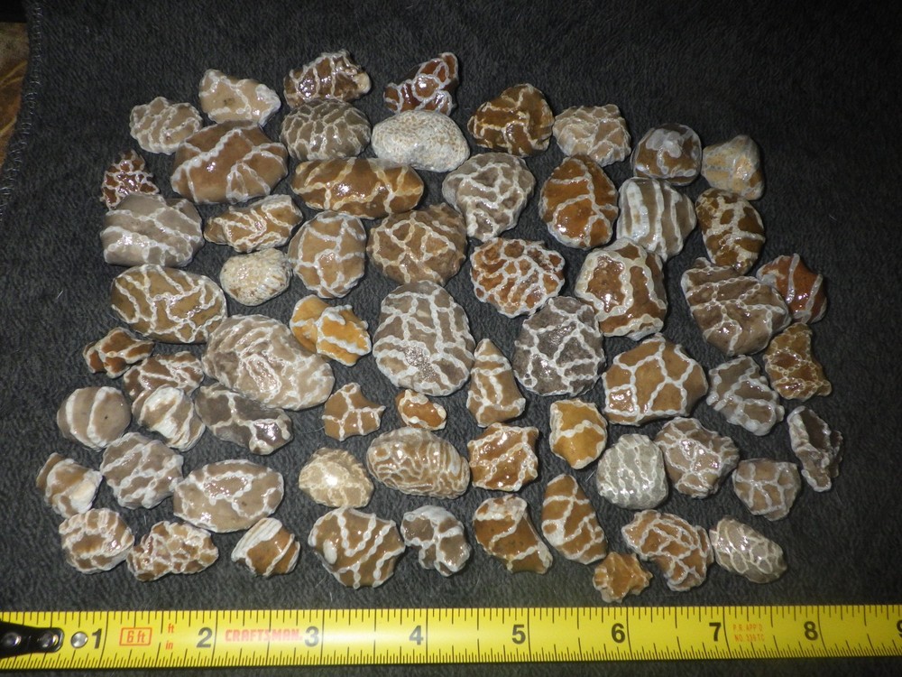 Small Chain Coral Halysites