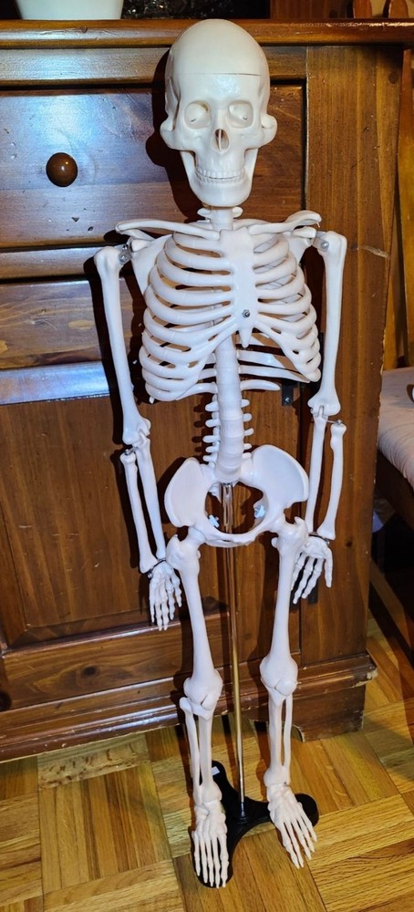 Anatomical Human Skeleton Model Educational Display & Decor