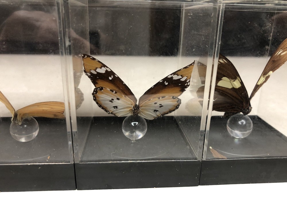 7 Mounted Butterfly Specimens In Acrylic Cases
