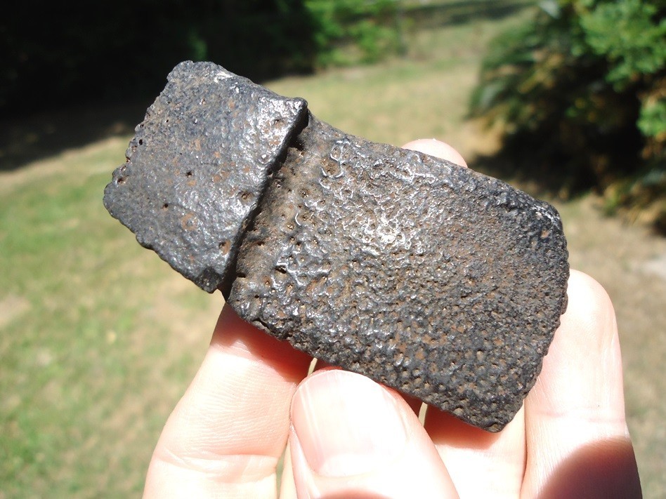 QUALITY GIANT ARMADILLO FLEX SCUTE FLORIDA FOSSIL ICE AGE EXTINCT OSTEODERM BONE