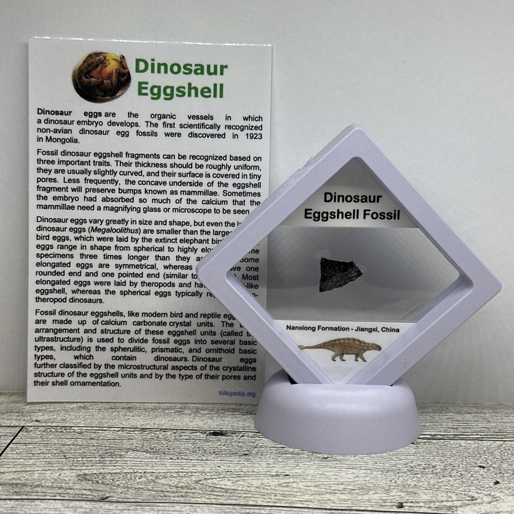 Dinosaur Eggshell Fossil Authentic with Display Case Ankylosaurid?