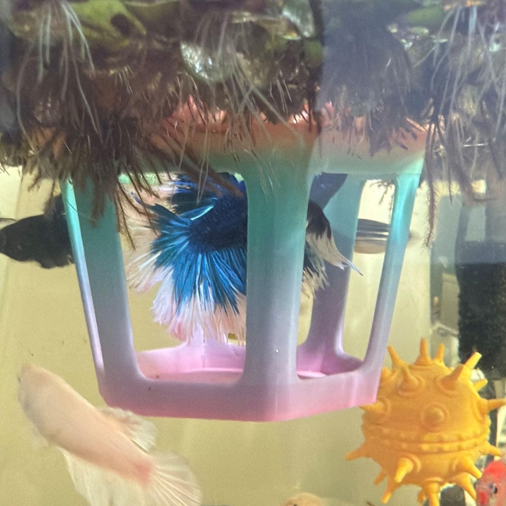 Aquarium Betta Hammock, Betta Hideout & Cave, Floating Feeding Ring for Fish ...
