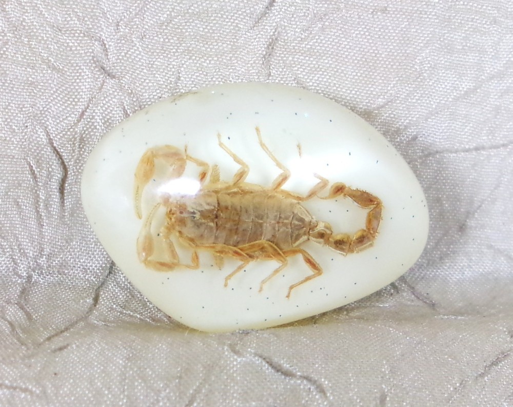 Real Scorpion Magnet Insect